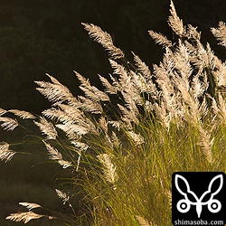 夕日を浴びてススキが黄金色に染まっています。