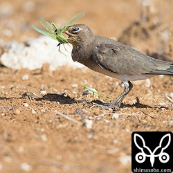 大きなバッタを捕まえたツバメチドリ冬羽。