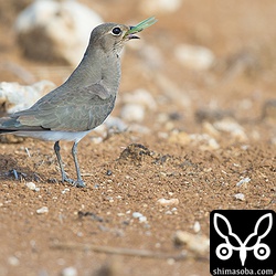 大きなバッタも丸呑み。