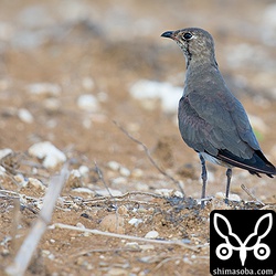 こちらは少し夏羽の雰囲気を残したツバメチドリ。