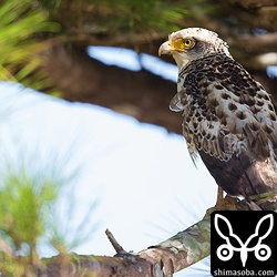 今季5羽目のカンムリワシ幼鳥。