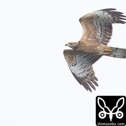 石垣島で見るハチクマは幼鳥が多いです。サシバにつられて来ちゃうんでしょうか?