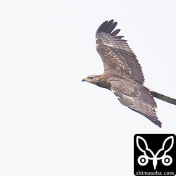 背面も見せてくれました。青空で撮影したいですね。