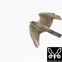 サシバの幼鳥。