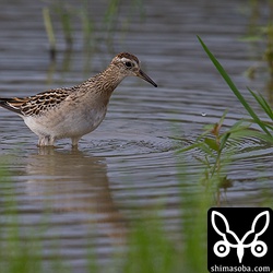 ウズラシギ。数は少なく、島内の田んぼで見かけるときは大抵1羽です。