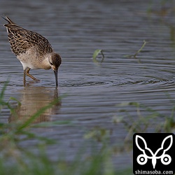 エリマキシギ。今年は比較的多く飛来しています。