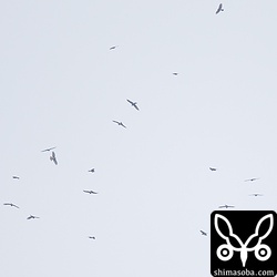 早い時間に大きめのタカ柱ができたそうですが、15時以降は50〜70ぐらいのタカ柱がいくつかできる程度でした。