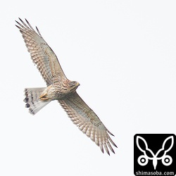 サシバの幼鳥。