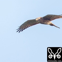 サシバ幼鳥。