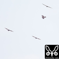 数が少なく見応えのあるタカ柱になることはありませんでした。