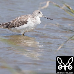 アオアシシギがまどろんでいました。