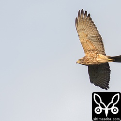 北寄りの風が吹いていたので、順光で撮れるサシバは少ないです。