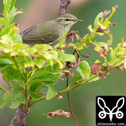 数羽の群れで木々を訪れては小さな虫などを捕まえているようでした。