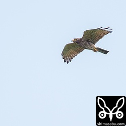 たまに橋の欄干で休むのですが、サシバが上空を通過したら一斉に飛び立ちます。