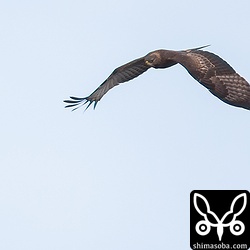 背面の模様も若干違うような。