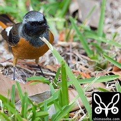 地面に降りては何かを拾って食っていました。