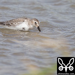 ハマシギの冬羽は1羽だけいました。