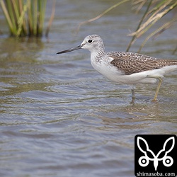 こちらは普通のアオアシシギ。