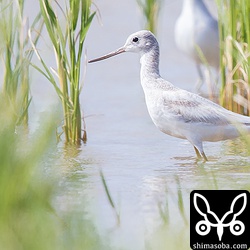 アオアシシギ自体、白っぽいシギではありますが、白変種はほぼ真っ白で美しかったです。