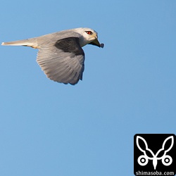 ちょっとピントが甘かったです。