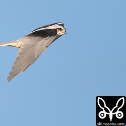 カタグロトビの名の通り、肩の一部が黒いです。