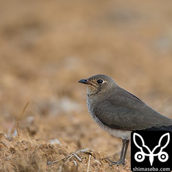 ツバメチドリは赤土でたくさん群れていました。