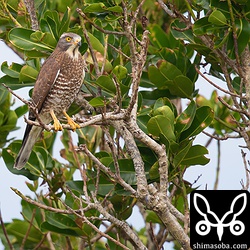 サシバも牧草地でバッタなどを捕まえていました。