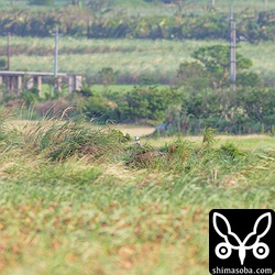 最初発見した時は、840mmのレンズでこれぐらい離れていました。遠いー。^^;