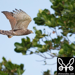 縄張りに入った他のサシバにスクランブル発進。