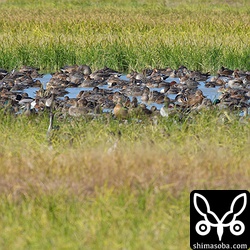 所狭しとカモがどっさり。たまにカラスに追い回されていました。