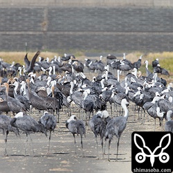 休遊地にはどさっとナベヅルがたむろしています。休遊地の周りはシートで目隠しがしてあり手厚く保護されていました。