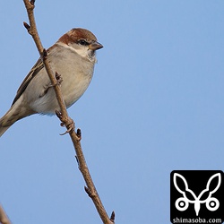 西干拓のニュウナイスズメのオス。電線にズラーッと並ぶのは全てニュウナイスズメでした。^^;近くにミヤマガラスもいたのですが、撮影し忘れました…。