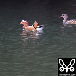 みやま池には、オシドリもたくさんいました。