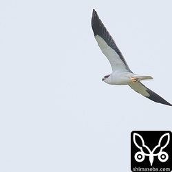 本日、一番の近さでした。地権者に菓子折りを渡して挨拶している時に来ました!!