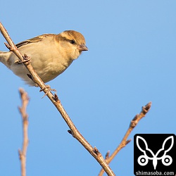 こちらはメスのニュウナイスズメ。