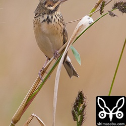 薩摩川内高浜のホオアカ。