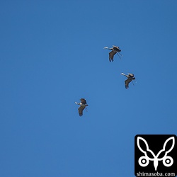 渡ってきた群れは非常に高いところから舞い降りてきます。