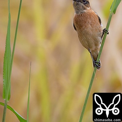 ノビタキもたくさんいました。