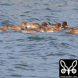河口にもヒドリガモ。