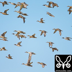 こちらはオナガガモ。