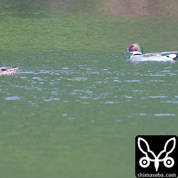 こちらは川内原子力発電所展示館近くのみやま池のヨシガモ。