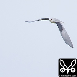 カタグロトビのブルーグレイのような翼の色は意外と曇天でも美しい。