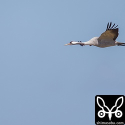 クロヅル飛翔。