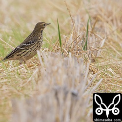 ムネアカタヒバリは警戒心が強めでした。