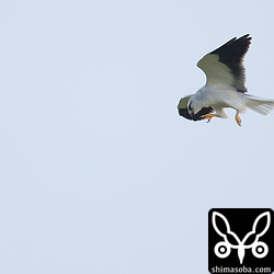 飛びながら頭をかいていました。