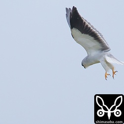 万歳の姿勢で急降下です。