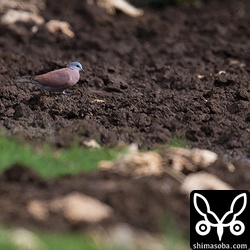 地面に降りたと思ったら遠いー。だだでさえ小さなベニバトだとトリミングしてもこれがやっと。^^;