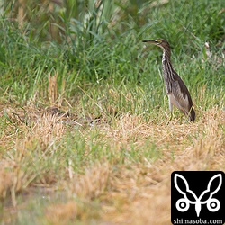アカガシラサギは昨日と同じ田んぼにいました。