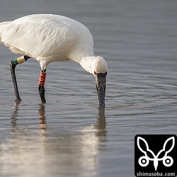 クロツラヘラサギの右足に「K91」の文字が確認できます。嘴を左右に振りながら田んぼで餌取りをしていました。