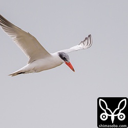 沿岸から十数メートルぐらいの距離をとりながら大浜集落から磯部川河口を行ったり来たりして獲物を探していました。